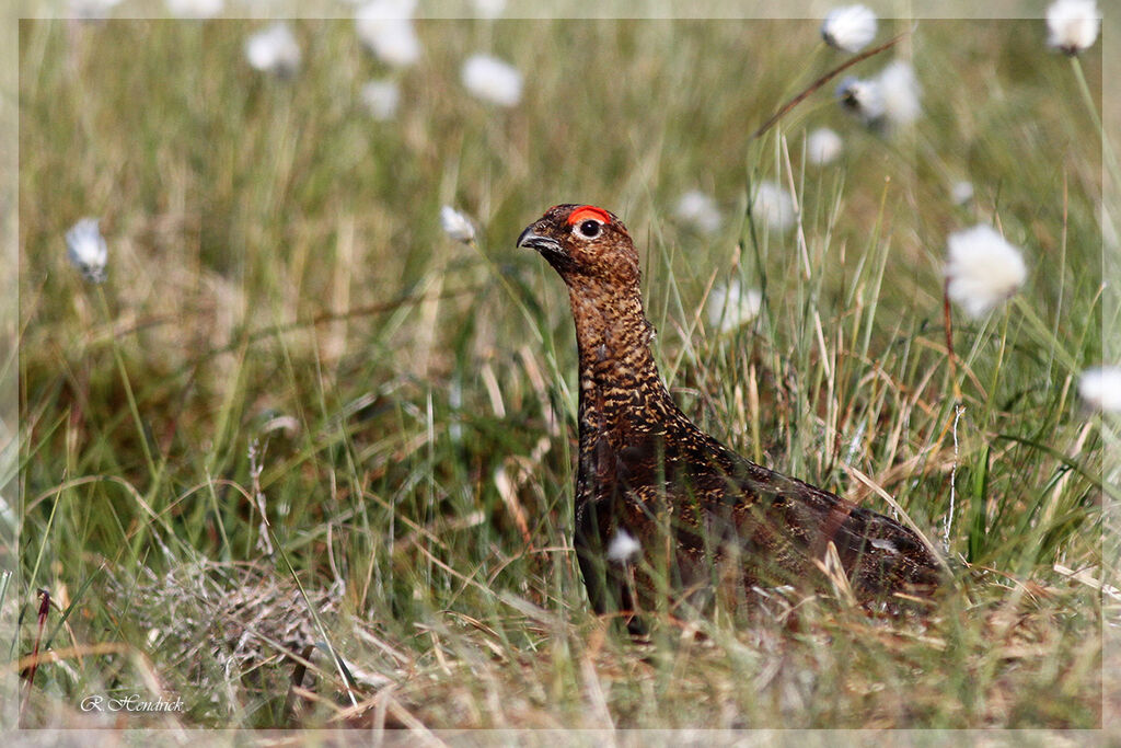Red Grouse