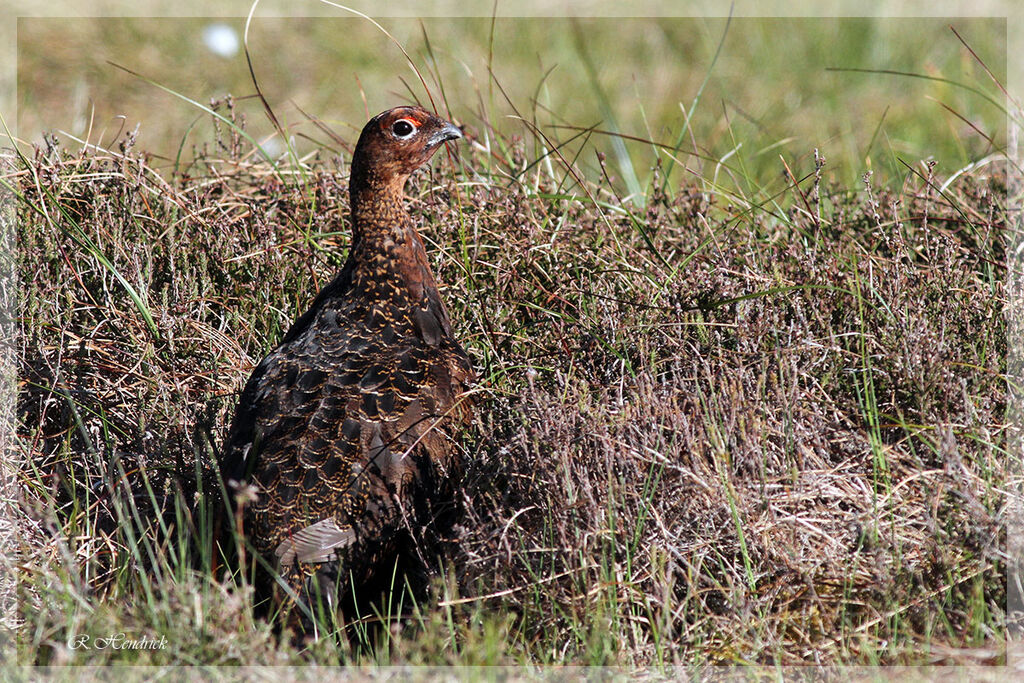 Red Grouse
