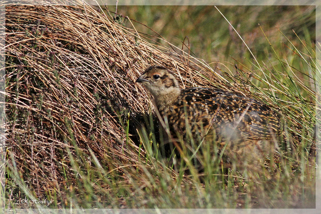 Red Grouse