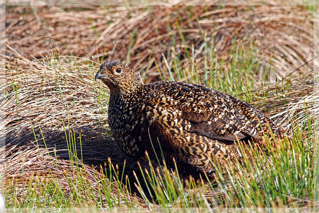 Red Grouse