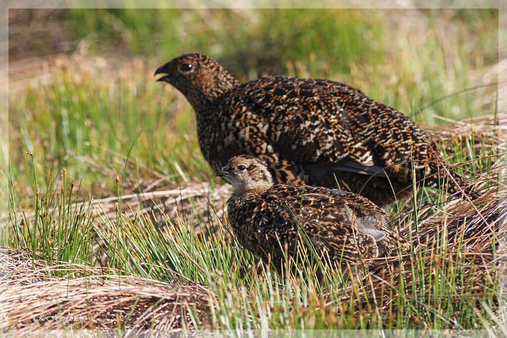 Red Grouse