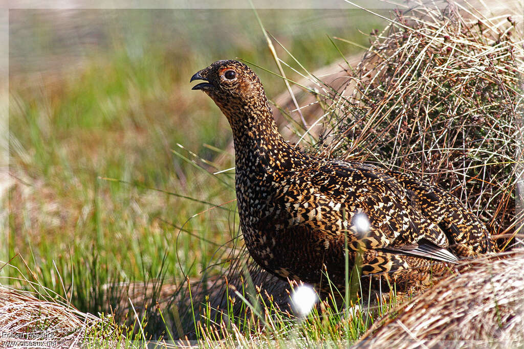 Red Grouse