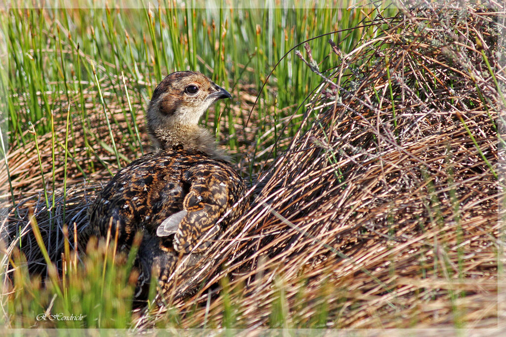 Red Grouse