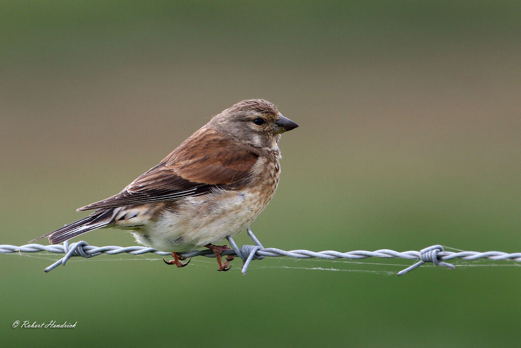 Common Linnet