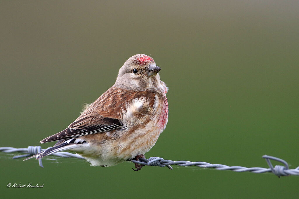 Common Linnet