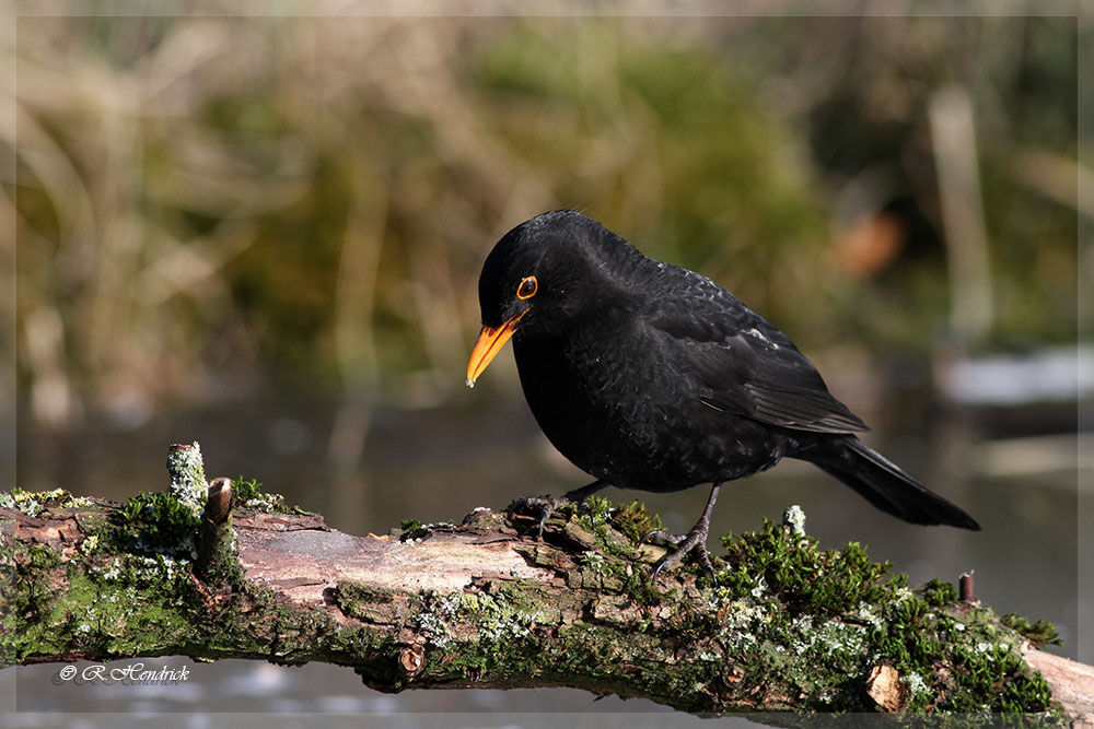 Common Blackbird