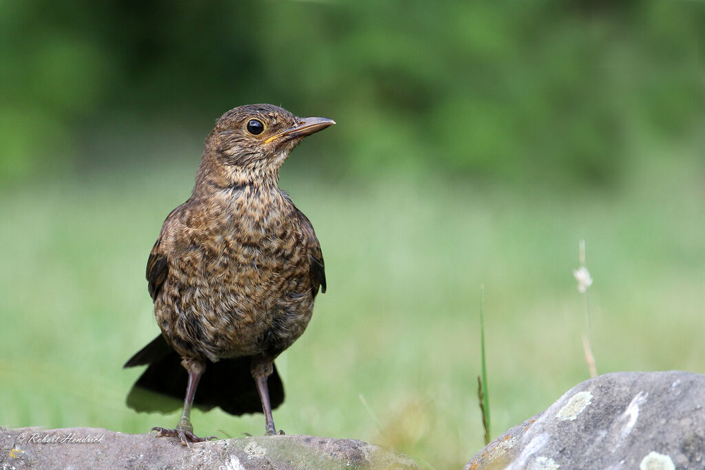 Common Blackbird