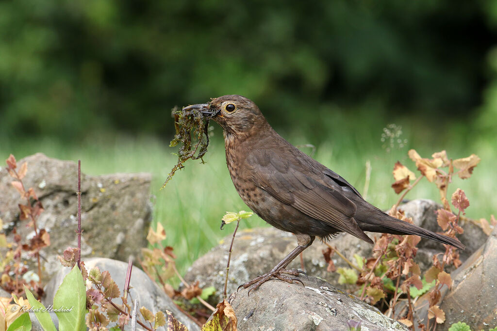 Common Blackbird