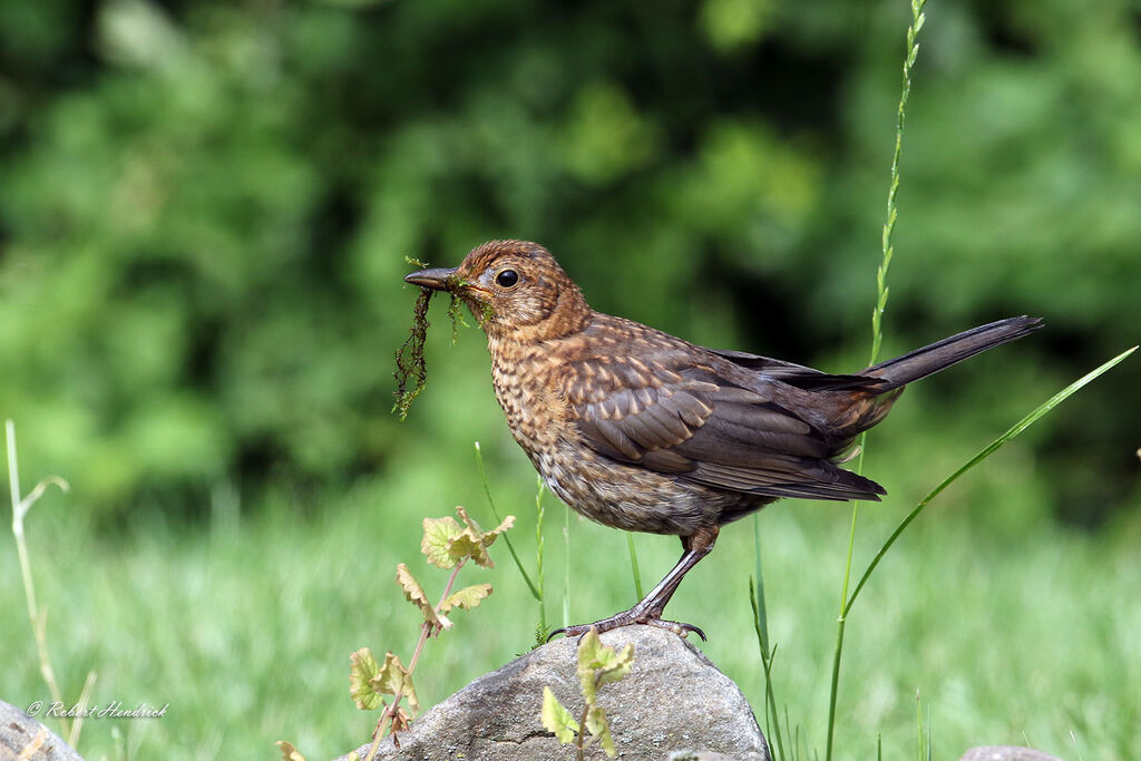 Common Blackbird