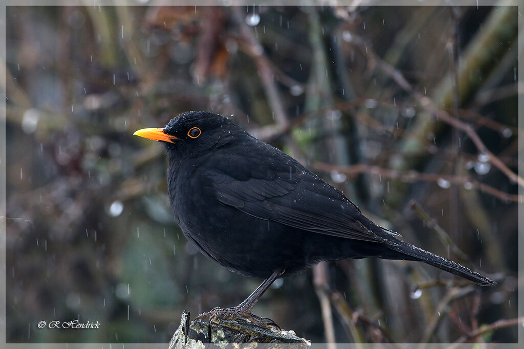 Common Blackbird