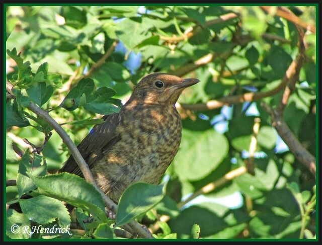 Common Blackbird