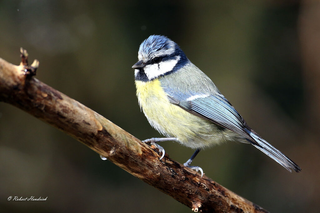 Eurasian Blue Tit