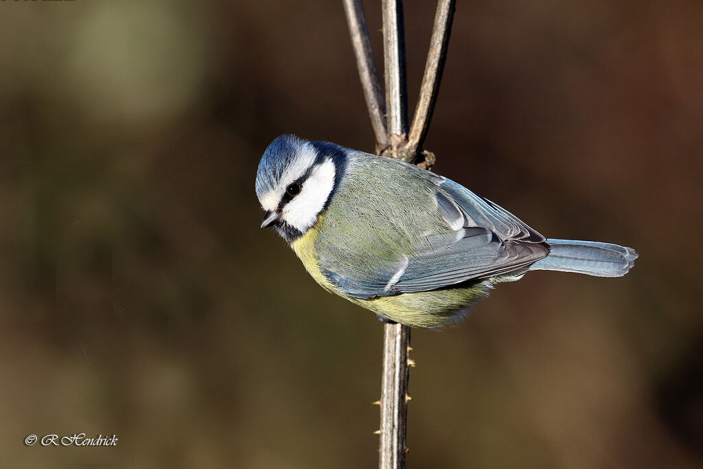 Eurasian Blue Tit