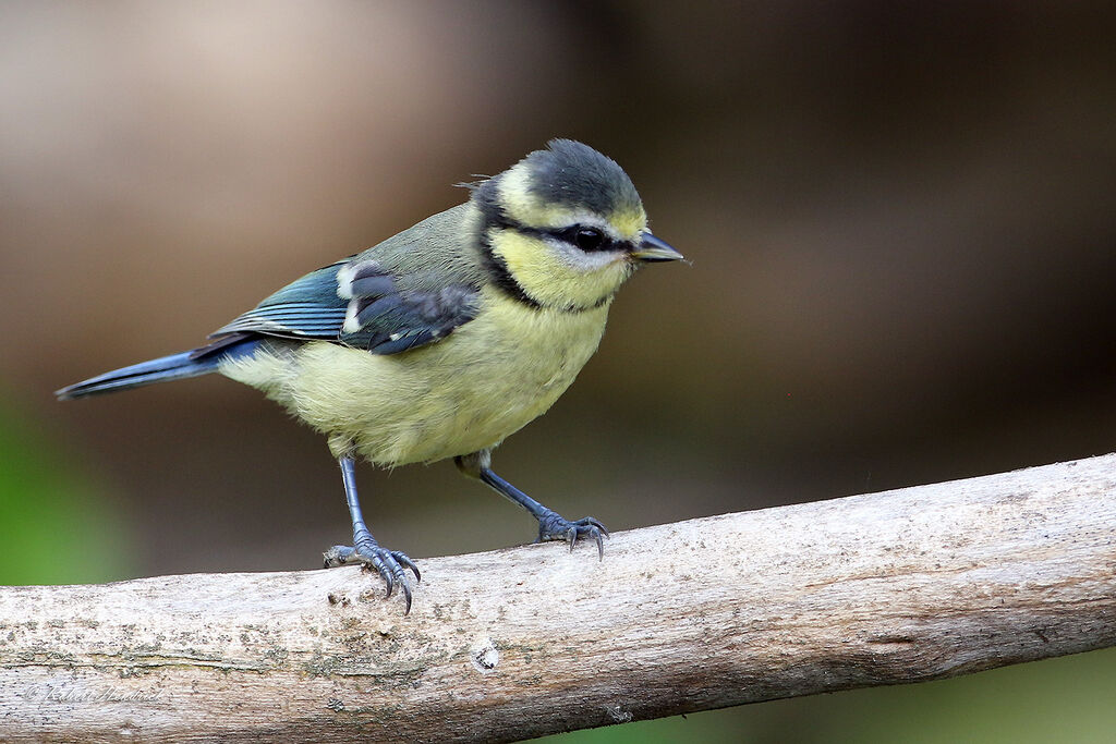 Eurasian Blue Tit