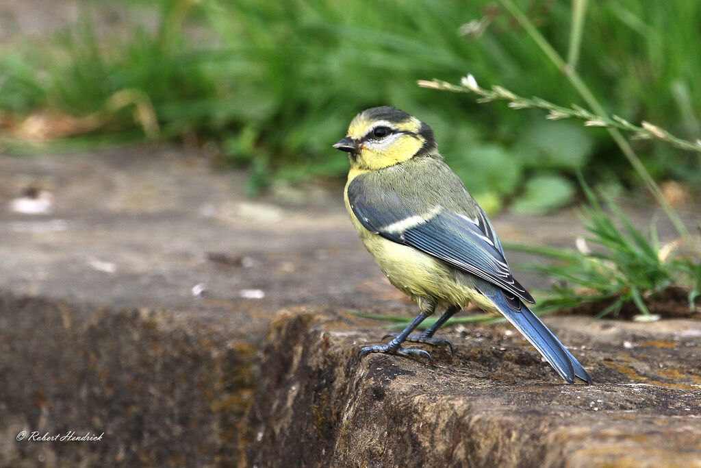 Eurasian Blue Tit