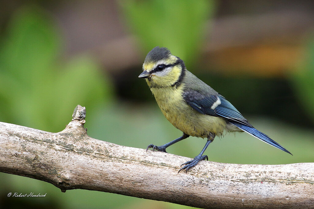 Eurasian Blue Tit
