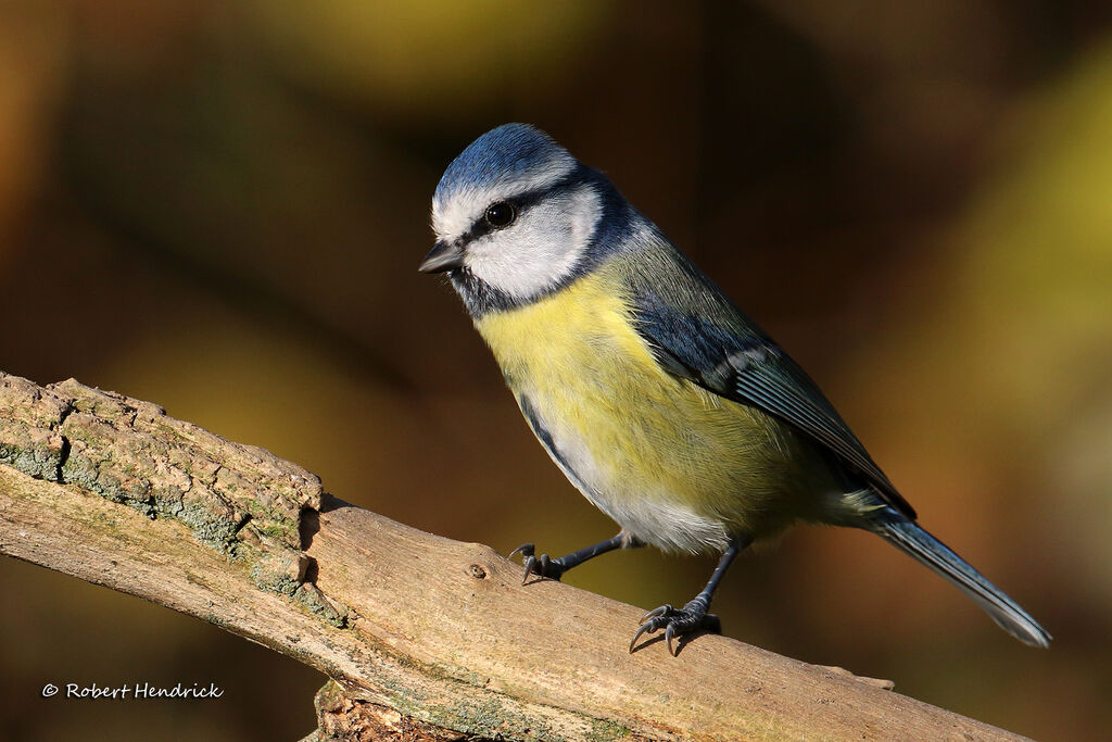 Eurasian Blue Tit