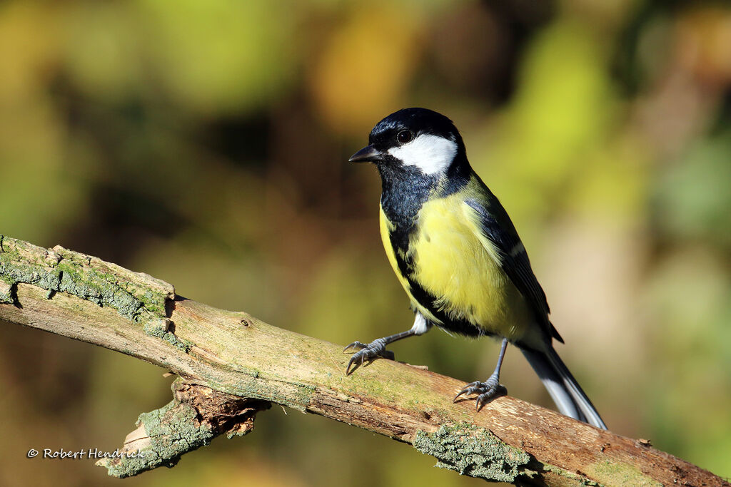 Great Tit