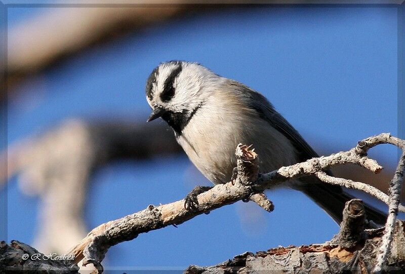 Mountain Chickadee