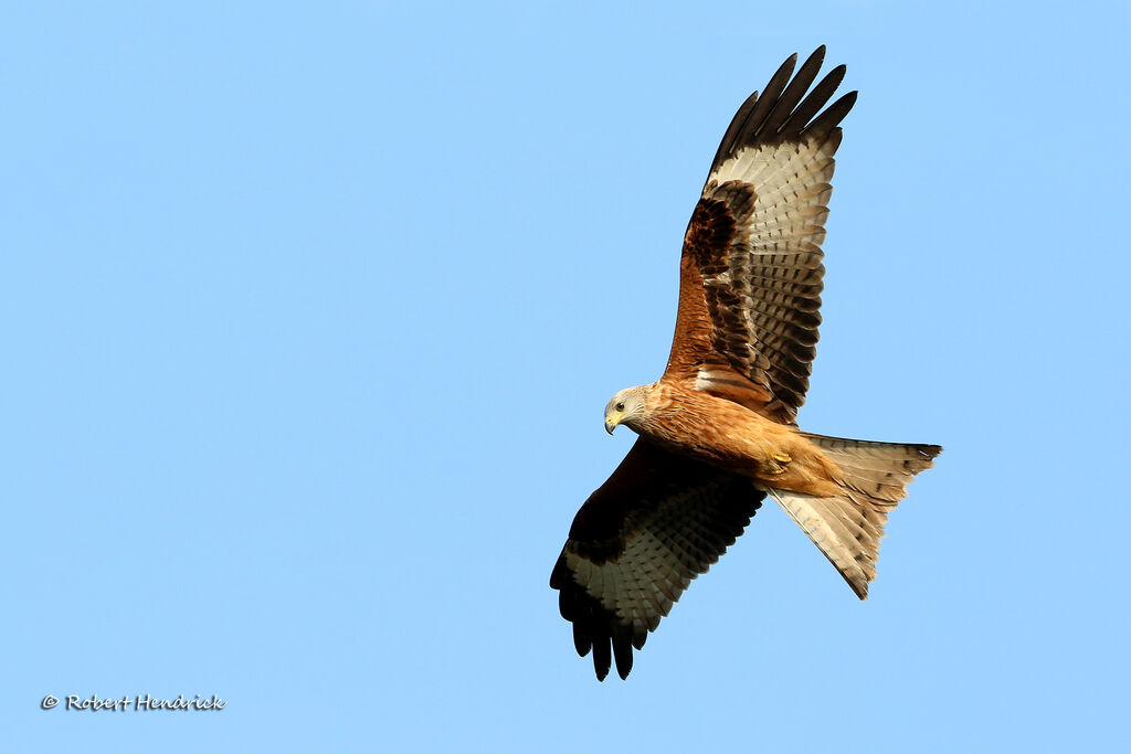 Red Kite