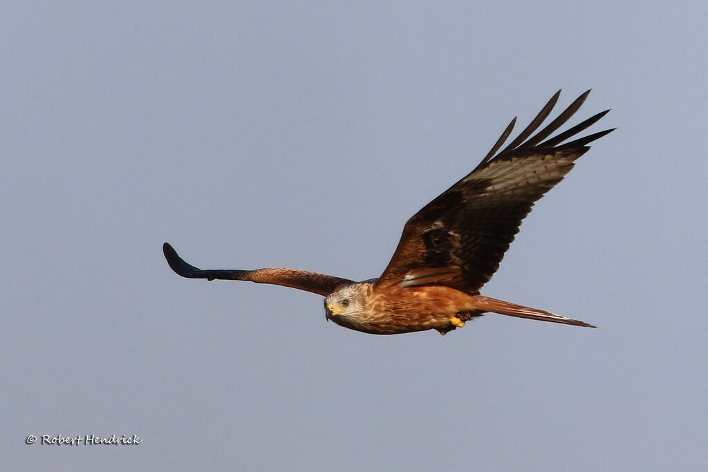 Red Kite