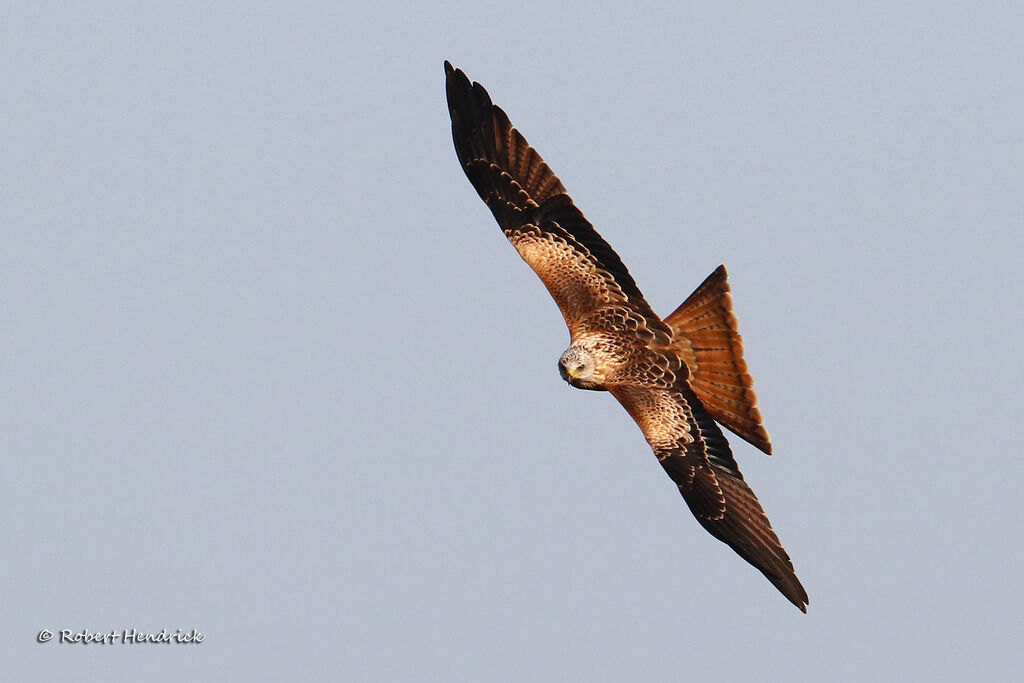Red Kite