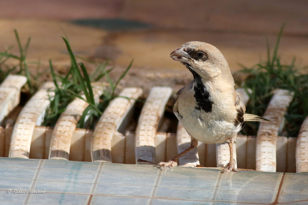 Desert Sparrow