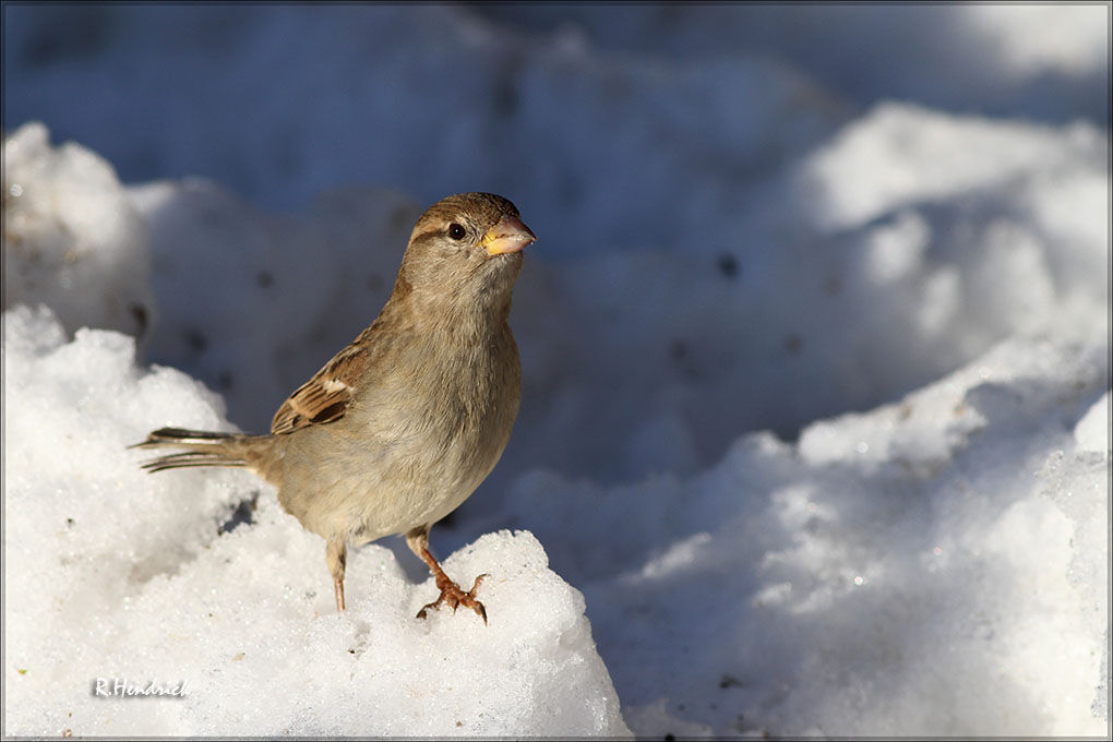 Moineau domestique
