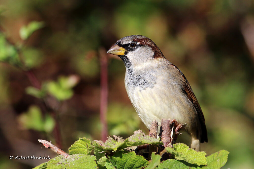 House Sparrow