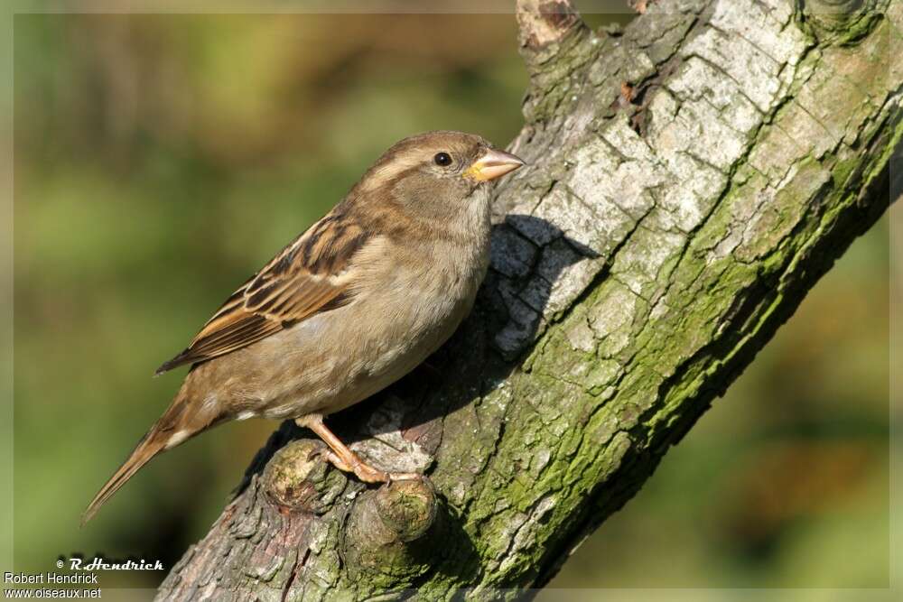 Moineau domestique femelle adulte