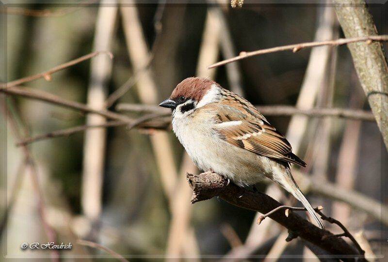 Moineau friquet