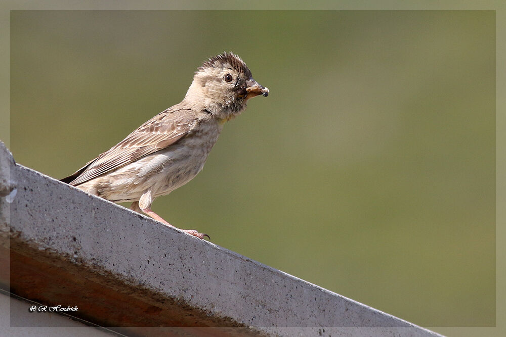 Rock Sparrow