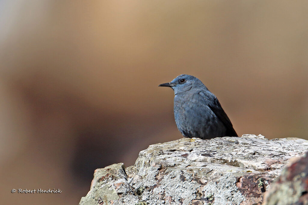 Blue Rock Thrush