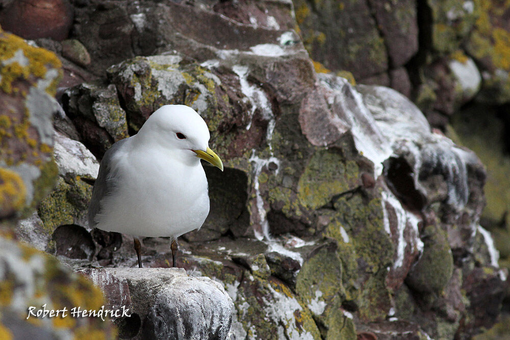 Black-legged Kittiwake