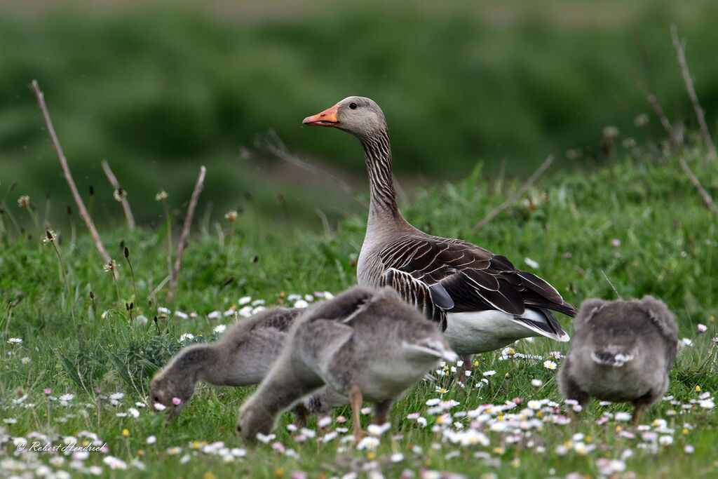 Greylag Goose
