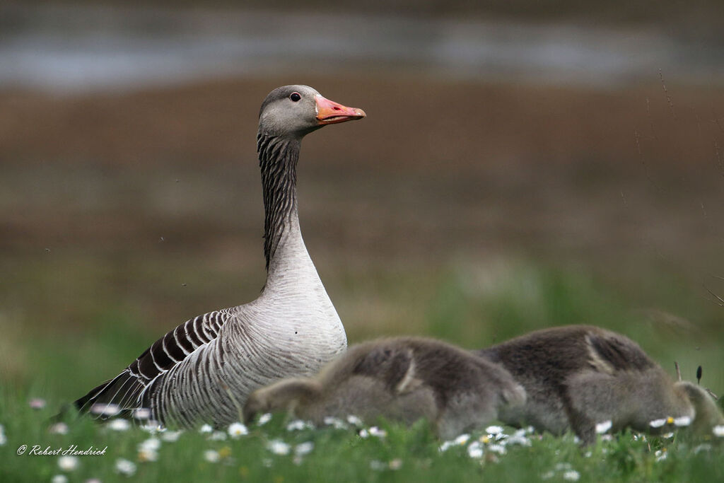 Greylag Goose