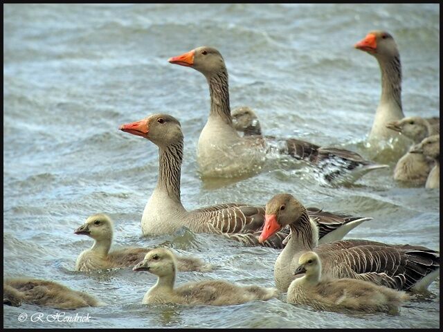 Greylag Goose
