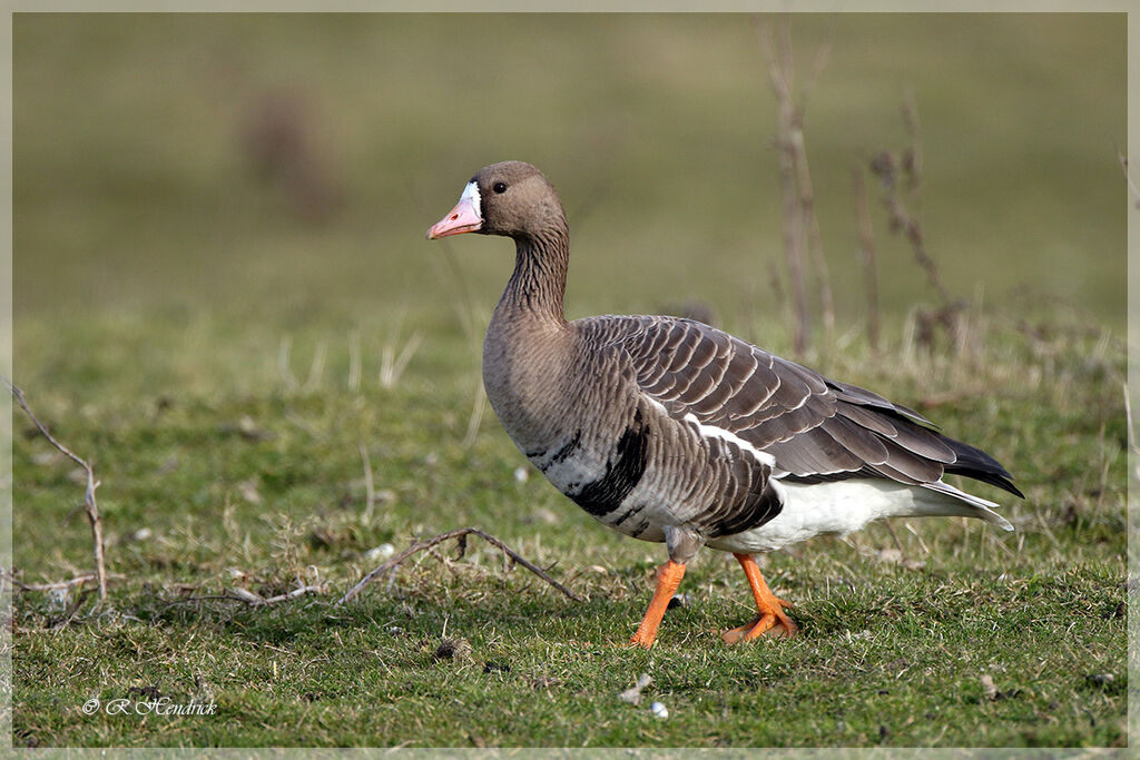 Greater White-fronted Goose