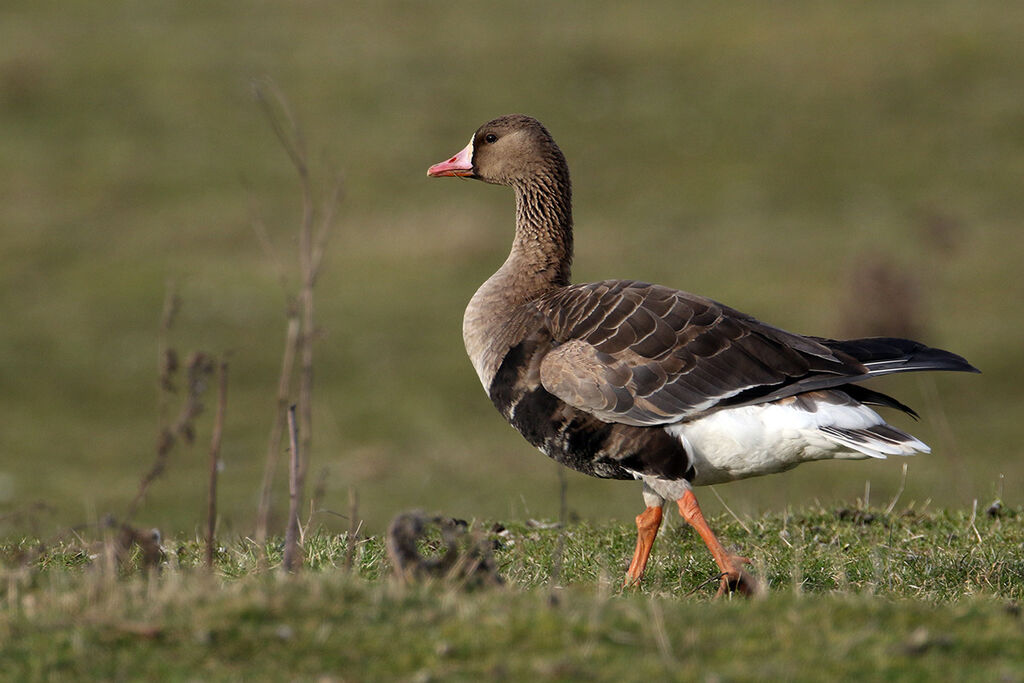 Greater White-fronted Goose