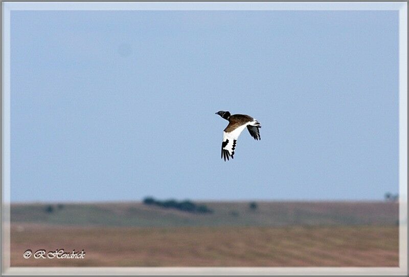 Little Bustard