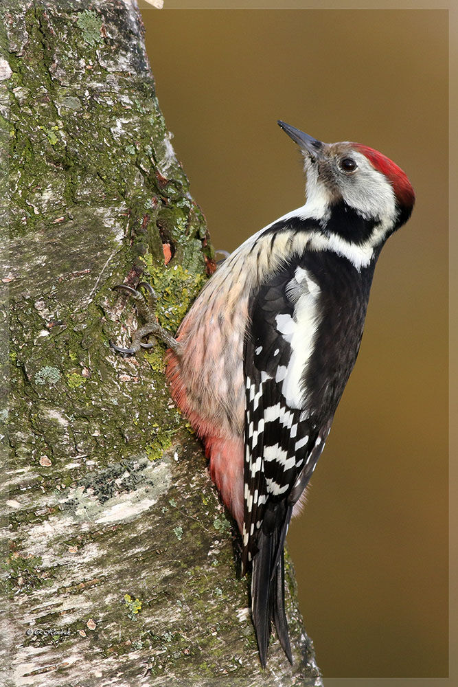 Middle Spotted Woodpecker