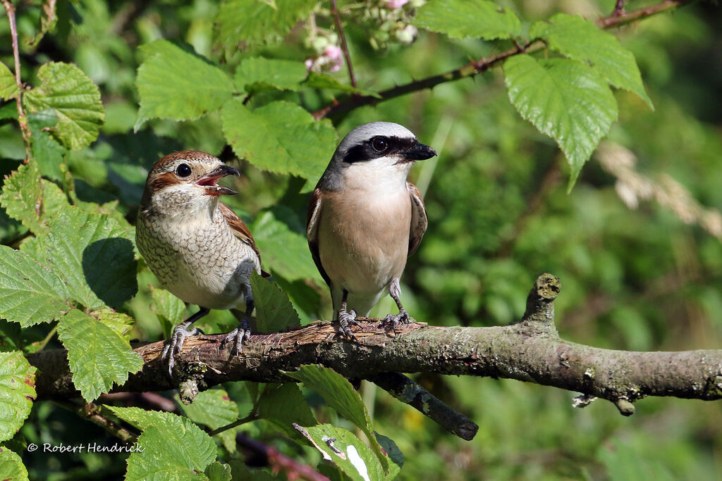 Red-backed Shrike