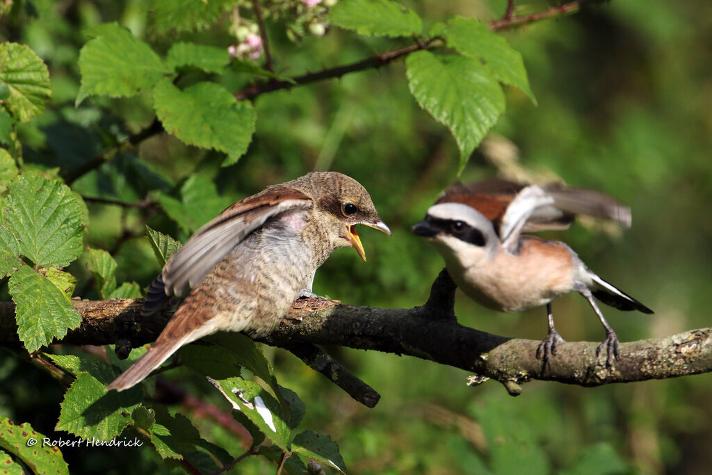 Red-backed Shrike