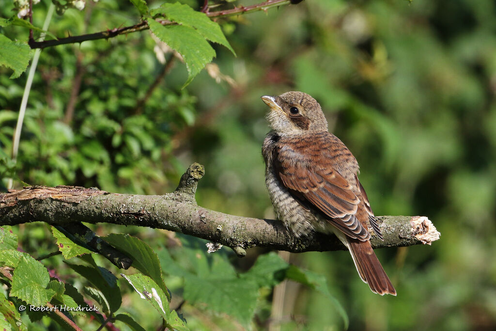 Red-backed Shrike
