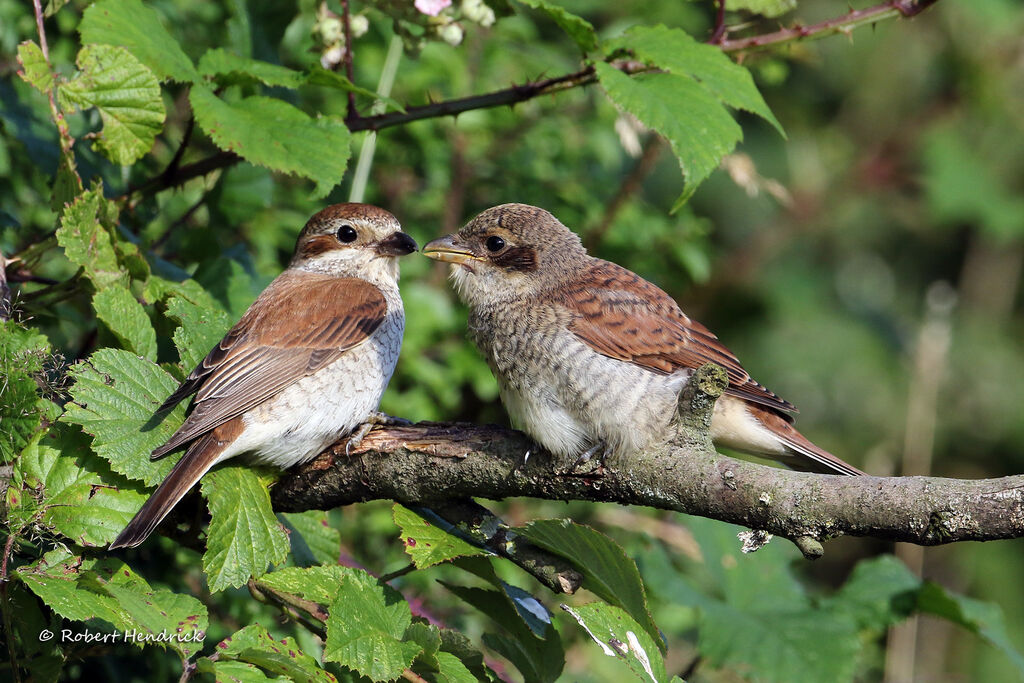 Red-backed Shrike