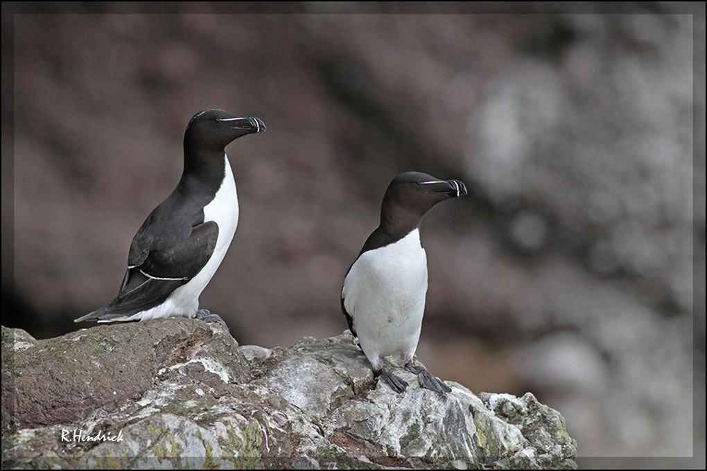 Pingouin torda