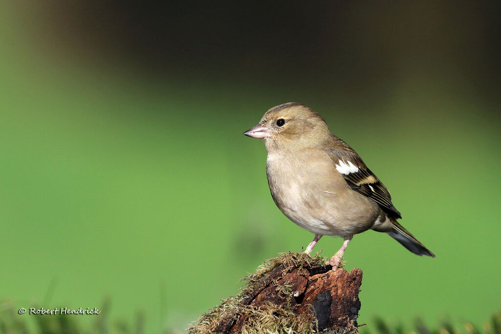 Eurasian Chaffinch
