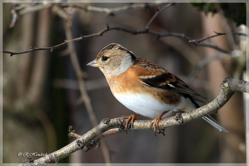 Brambling