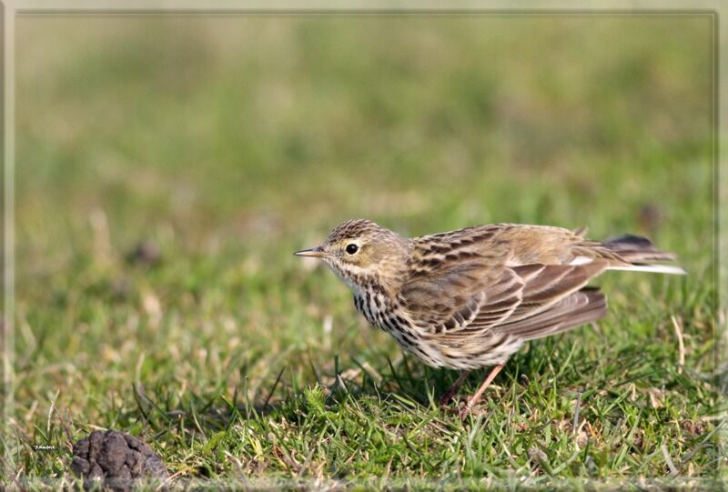 Pipit farlouse