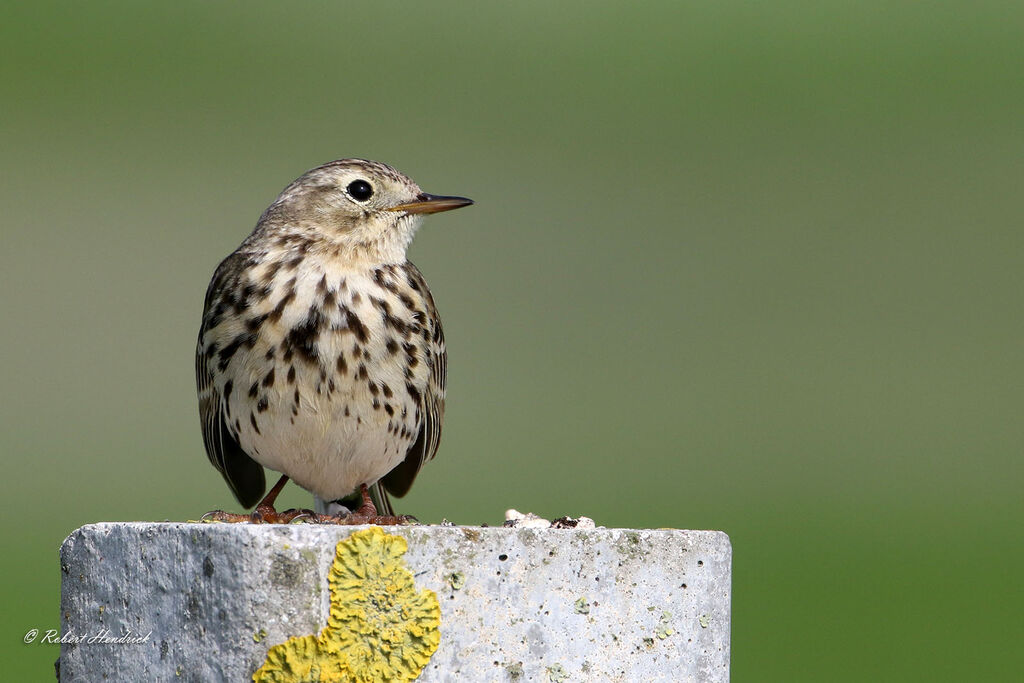 Pipit farlouse